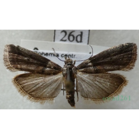 Acrobasis glaucella Staudinger, 1859 Czech26d